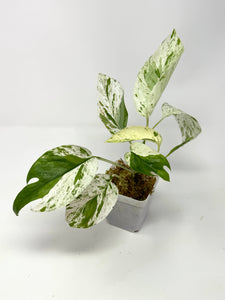 Epipremnum Pinnatum 'Marble' Variegated