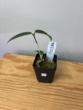 Load image into Gallery viewer, 131. Hoya Burmanica