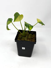 Load image into Gallery viewer, Homalomena Rubescens Variegated C