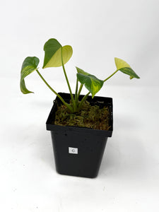 Homalomena Rubescens Variegated C