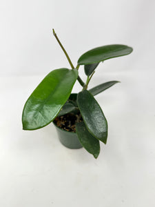Hoya Meliflua