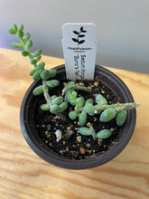 Load image into Gallery viewer, 84. Sedum Morganianum ‘Burro’s Tail’