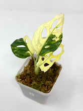 Load image into Gallery viewer, Monstera Adansonii Variegated A