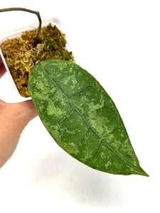Hoya Lambii Silver G