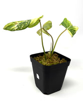 Load image into Gallery viewer, Philodendron Gloriosum Variegated A