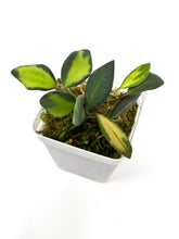 Load image into Gallery viewer, Hoya Burtoniae Variegated