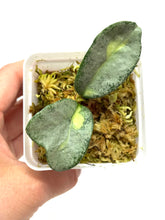 Load image into Gallery viewer, Hoya Carnosa ‘Argentea Princess’ I
