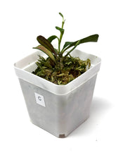 Load image into Gallery viewer, Hoya Manipurensis Variegated C