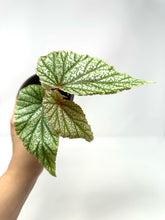 Load image into Gallery viewer, Begonia Angel Wing ‘Frosty’