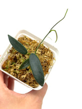 Load image into Gallery viewer, Hoya Lyi