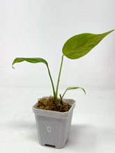 Load image into Gallery viewer, Monstera Deliciosa Aurea Variegated I