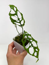 Load image into Gallery viewer, Monstera Obliqua