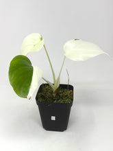 Load image into Gallery viewer, Monstera Deliciosa Albo Variegated I
