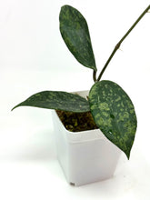 Load image into Gallery viewer, Hoya Rangsan