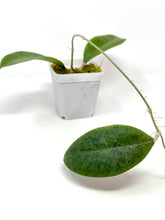 Load image into Gallery viewer, Hoya Forbesii Silver