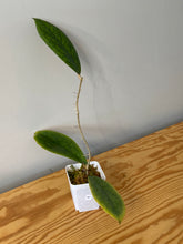 Load image into Gallery viewer, 41. Hoya Vitellinioides