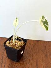 Load image into Gallery viewer, Alocasia Maccrorhiza Variegated E