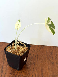 Alocasia Maccrorhiza Variegated E