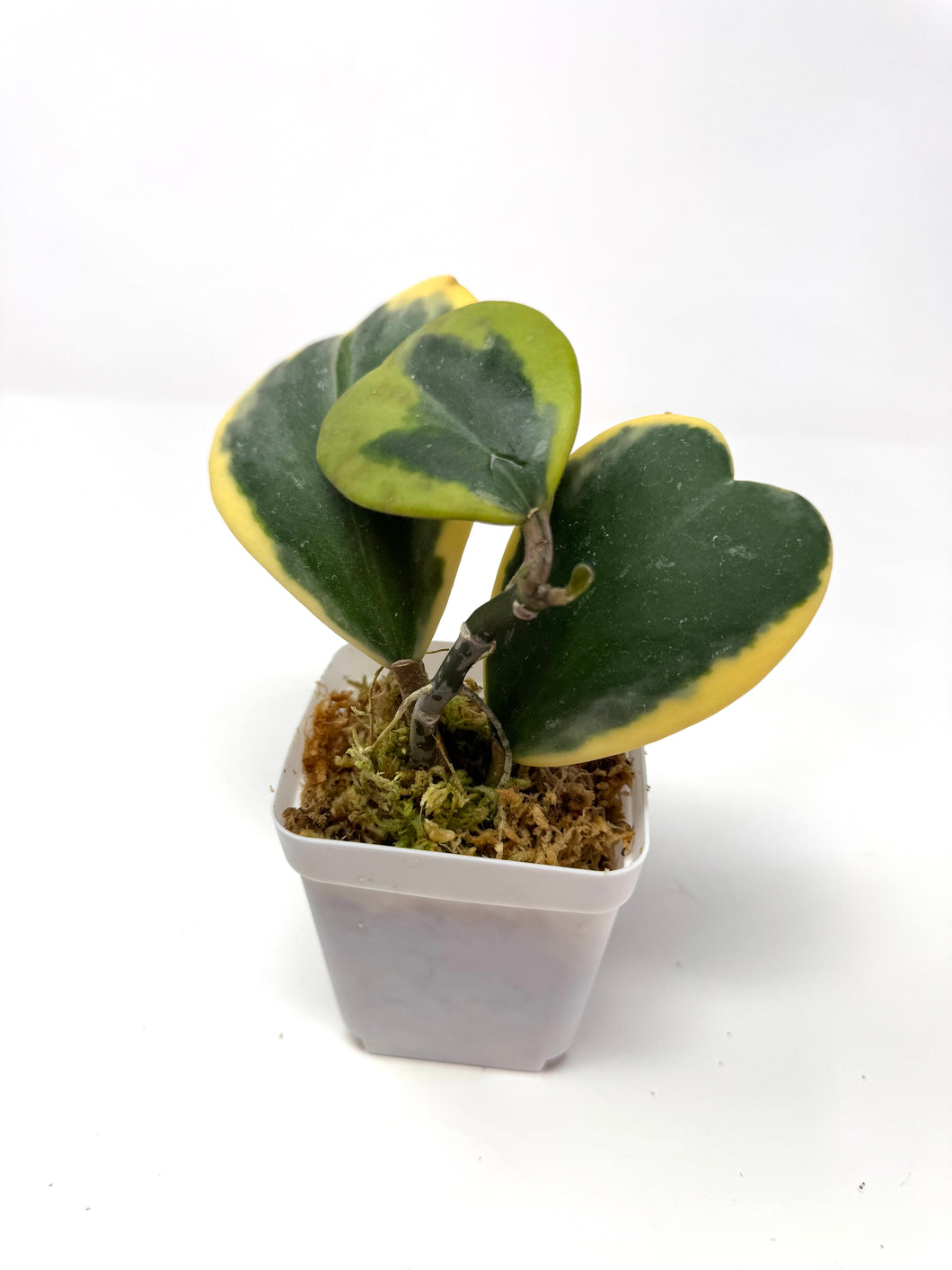 Hoya Kerrii Albo Variegated