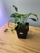 Load image into Gallery viewer, 28. Epipremnum Albo Variegated