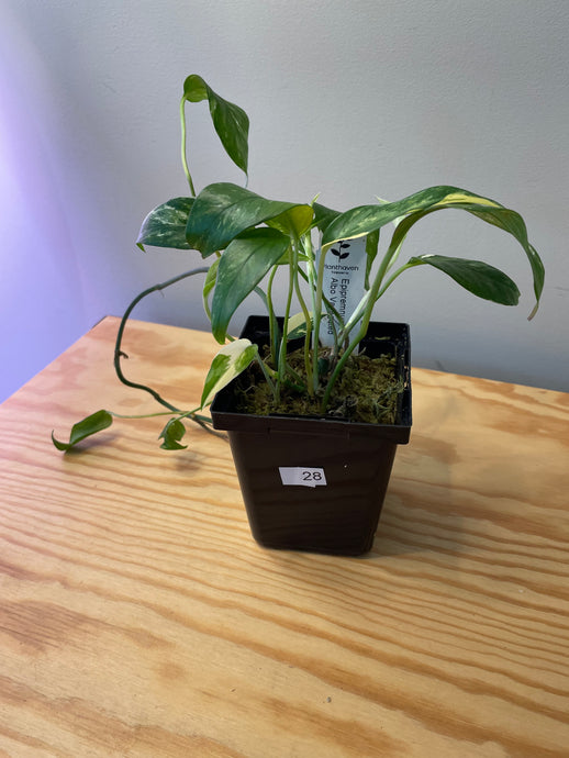 28. Epipremnum Albo Variegated