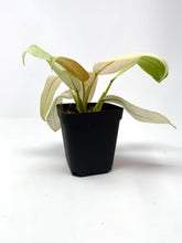 Load image into Gallery viewer, Philodendron Whipple Way A