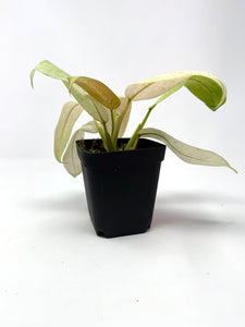 Philodendron Whipple Way A