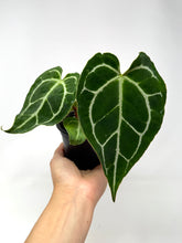 Load image into Gallery viewer, Anthurium Crystallinum 4”