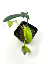 Load image into Gallery viewer, Philodendron Florida Beauty B