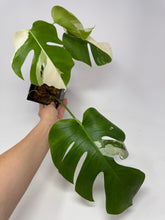 Load image into Gallery viewer, Monstera Deliciosa Albo Variegated B