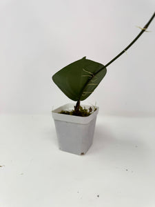 Hoya Glabra Silver A