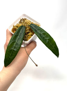 Hoya Hypolasia