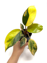 Load image into Gallery viewer, Philodendron Red Congo Variegated