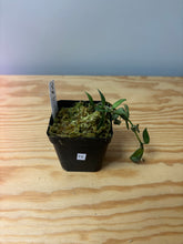 Load image into Gallery viewer, 75. Hoya Lacunosa Variegated
