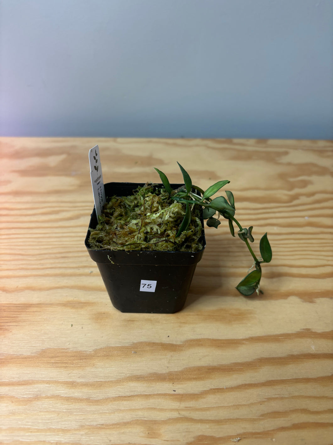 75. Hoya Lacunosa Variegated