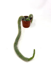 Load image into Gallery viewer, Cleistocactus Colademononis “Monkey Tail Cactus” Large Plant (Long hair variant) - Ships within Canada only