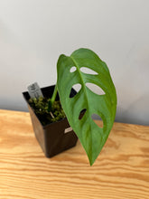 Load image into Gallery viewer, 103. Monstera Esqueleto