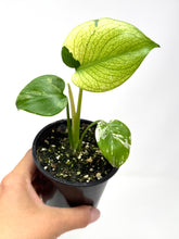 Load image into Gallery viewer, Monstera Deliciosa Mint Variegated
