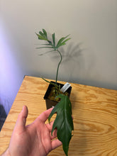 Load image into Gallery viewer, 203. Philodendron Mayoi