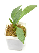 Load image into Gallery viewer, Hoya Nicolsoniae New Guinea Ghost