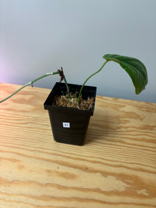 61. Amydrium Medium