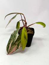 Load image into Gallery viewer, Philodendron Strawberry Shake