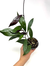 Load image into Gallery viewer, Hoya Pubicalyx