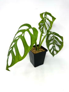 Monstera Esqueleto