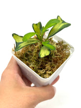 Load image into Gallery viewer, Hoya Manipurensis Variegated G