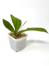 Load image into Gallery viewer, Hoya Ann