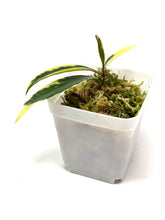 Load image into Gallery viewer, Hoya Kentiana Lori Lyn Albo Variegated