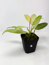 Load image into Gallery viewer, Philodendron Whipple Way C