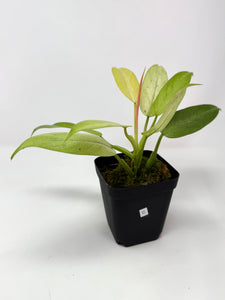 Philodendron Whipple Way C
