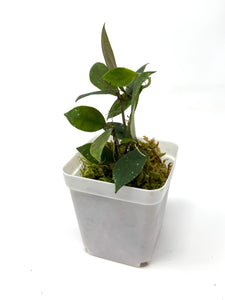 Hoya Walliniana UT-152